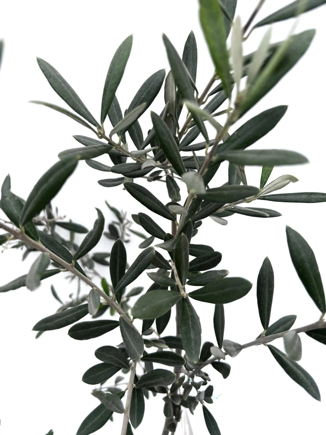 バロウニ XSサイズ 約80cm K-124 オリーブの木 希少品種 - 株式会社鶴亀園