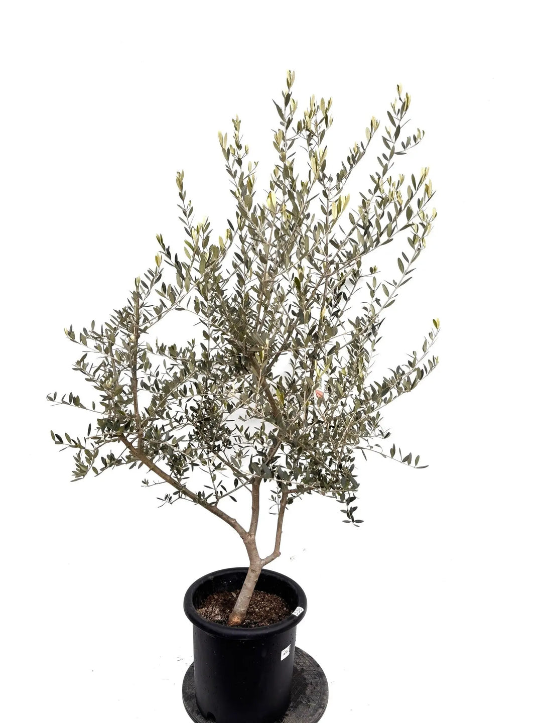 オリーブ苗木一覧 - 株式会社鶴亀園 – ページ4