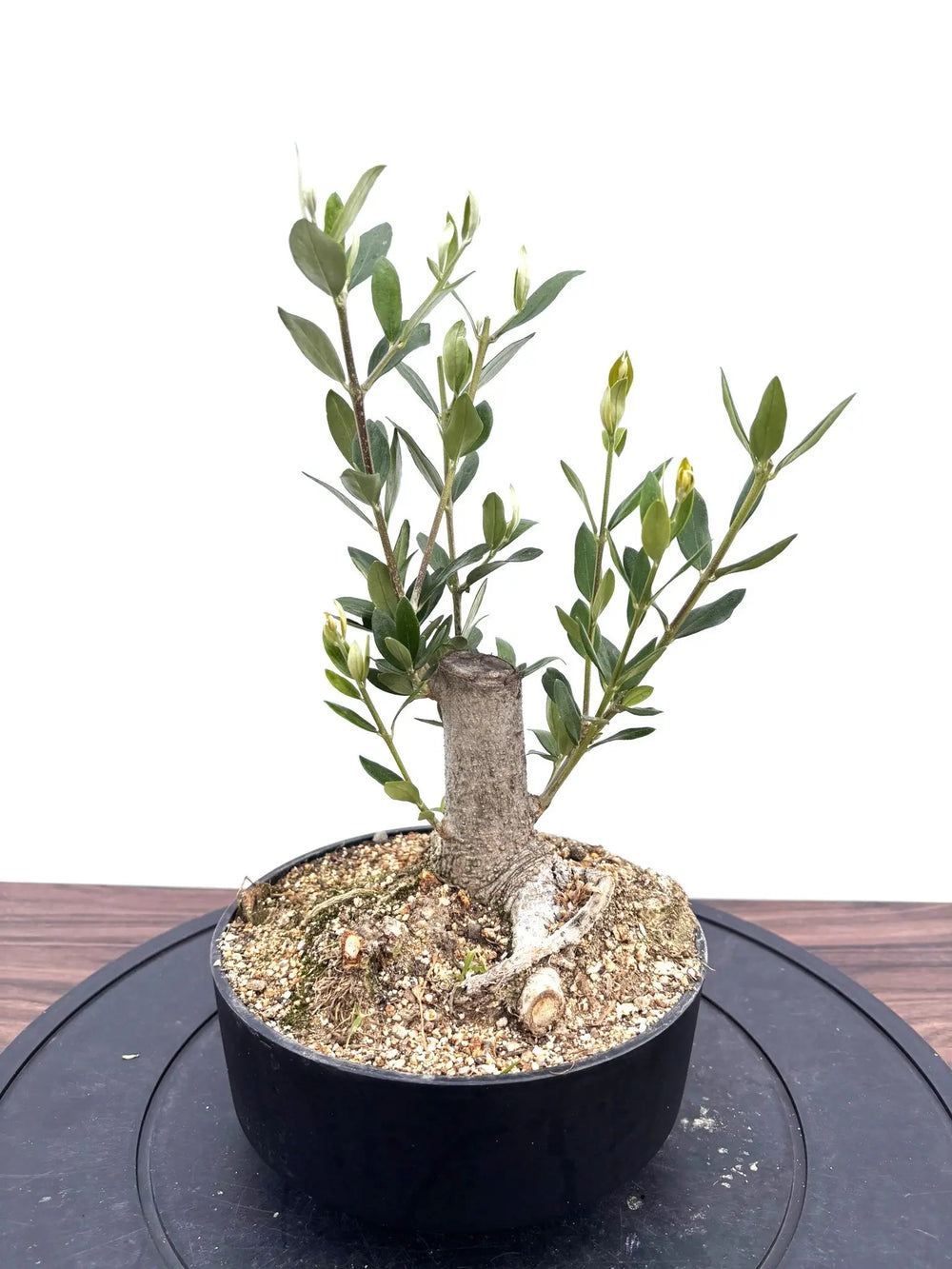 オリーブの木（全商品）｜写真の木をそのままお届け［現品販売］｜鶴亀