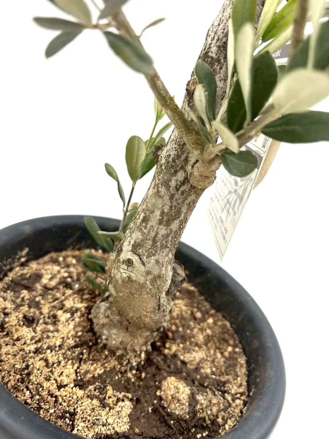 NEWワラサ（オリーブの木）｜Mサイズ｜NO.10834｜約80cm｜希少品種・銀