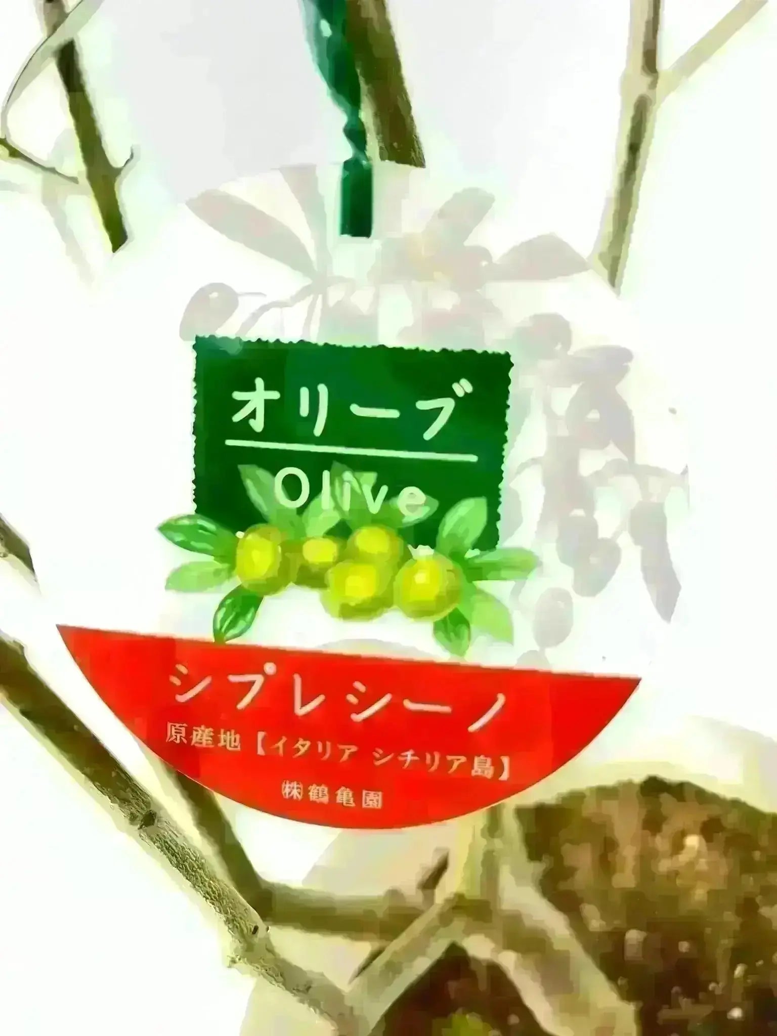 NEWシプレシーノ（オリーブの木）｜大型商品｜NO.1953｜約170cm｜人気