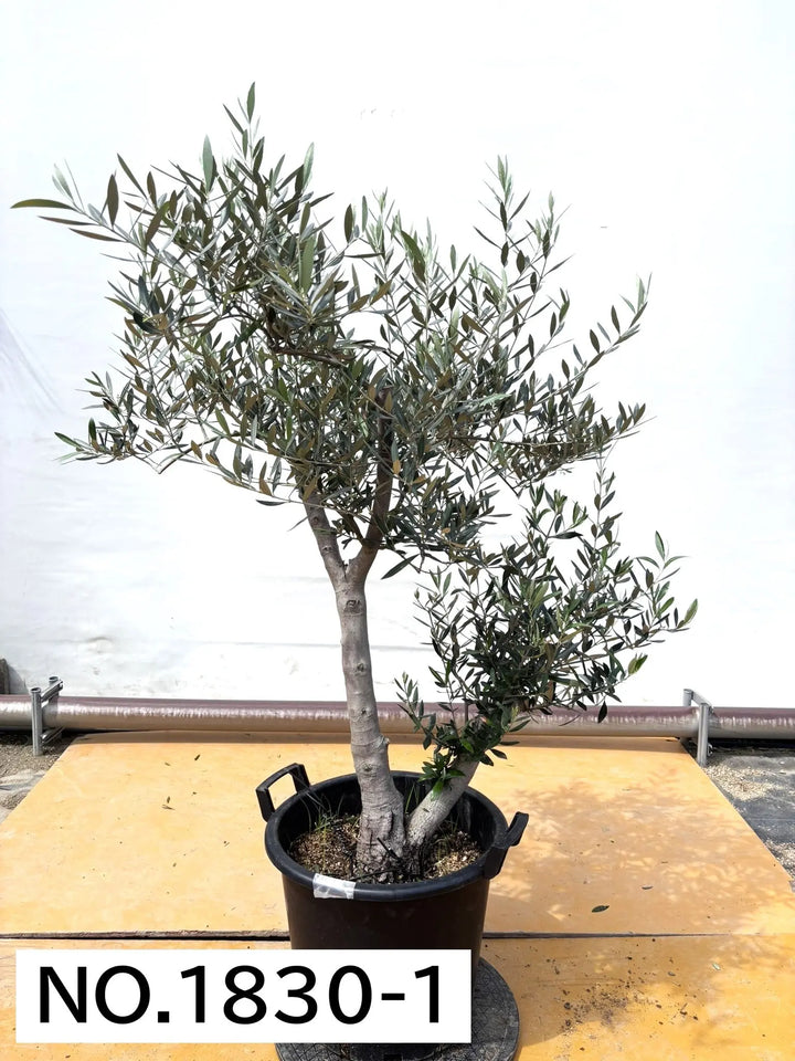 xl-140cm-no1830-445513_720x.