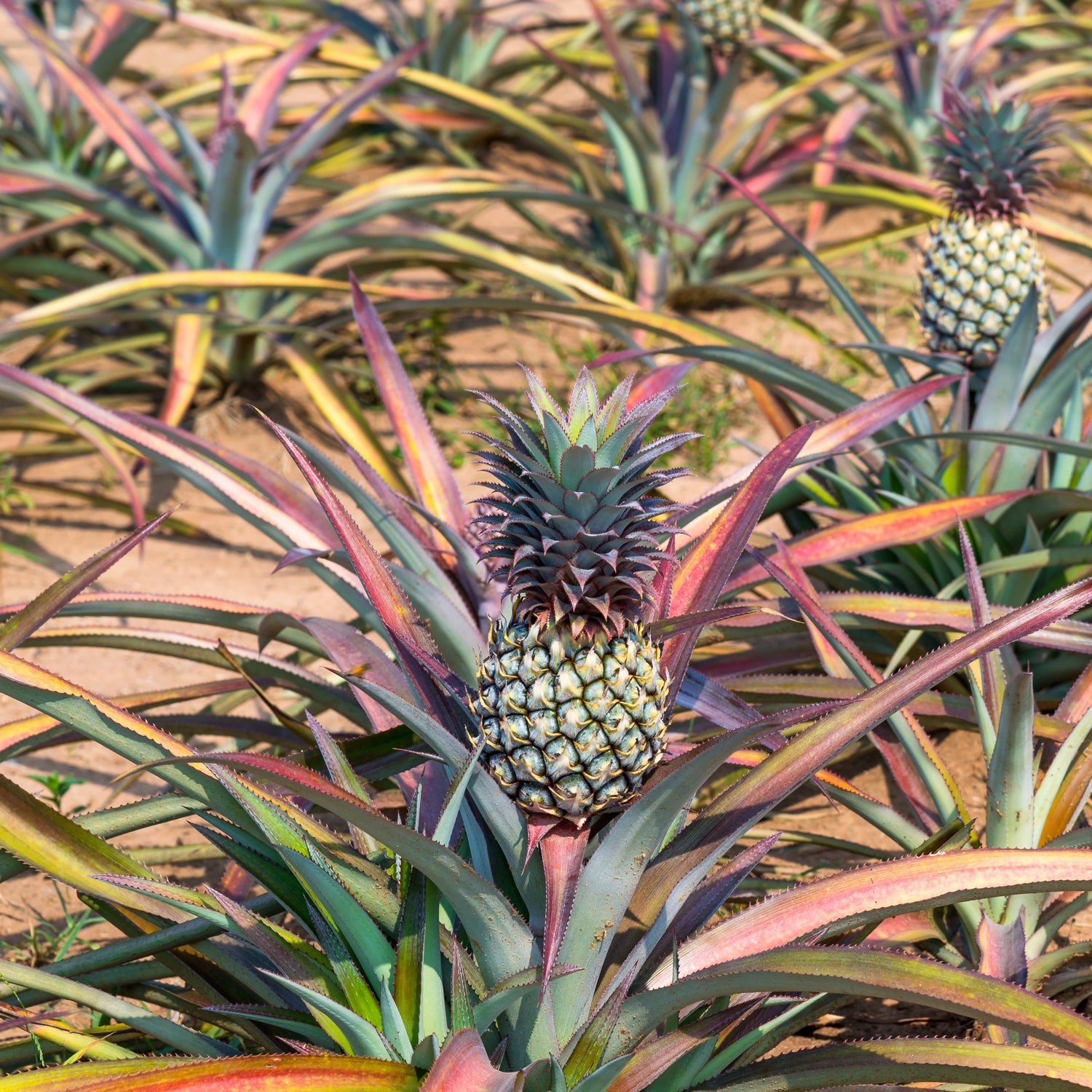 Pineapple Ginger Long-Lasting Scented Jar Candle (14 oz)