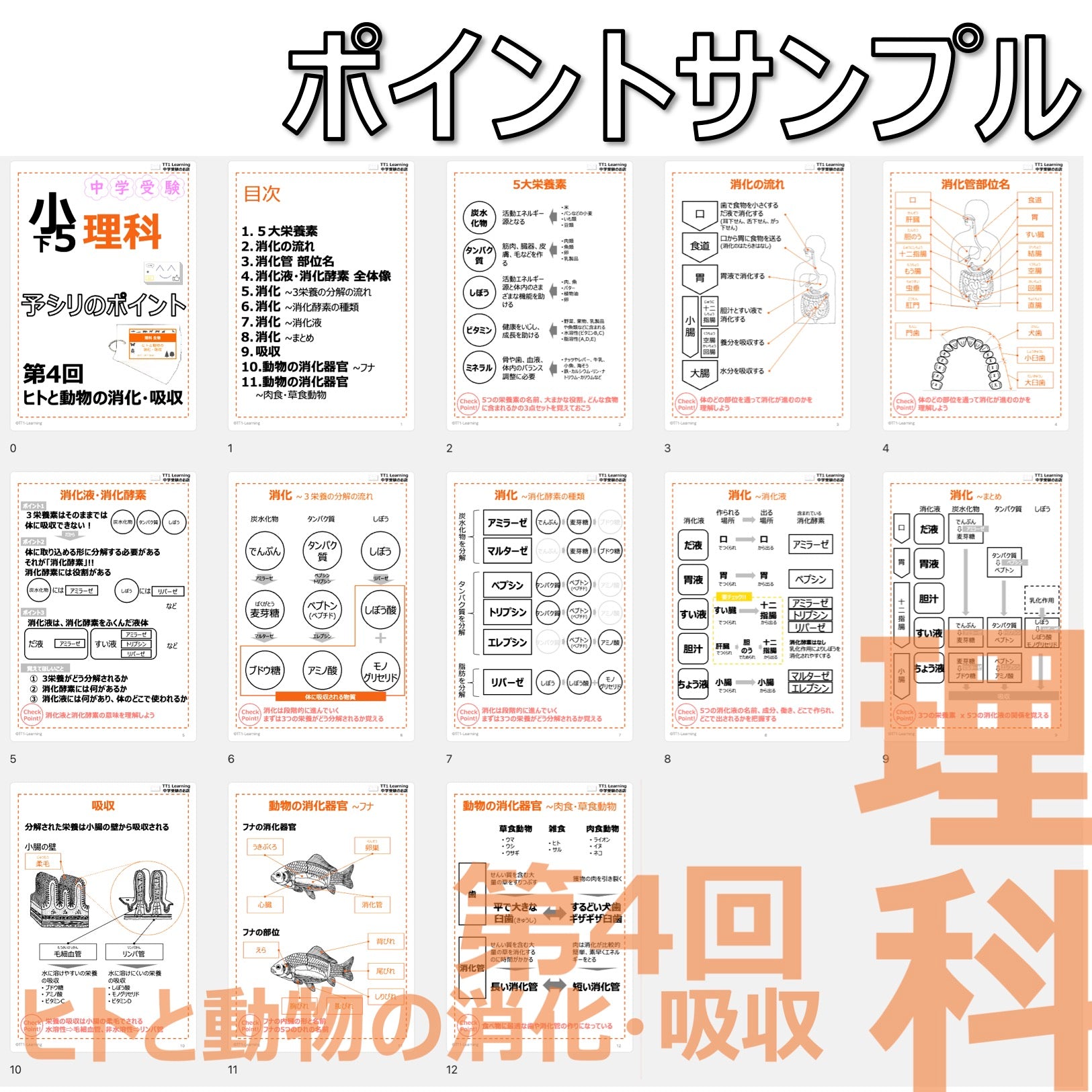 PDF 予シリのポイント）5年下 理科 第4回(生物) ヒトと動物の消化