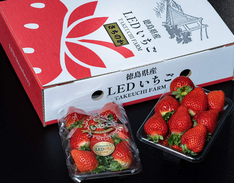 いちご いちご いちご☆ いちご 苺 Buy ZX 8000 'Strawberry Latte