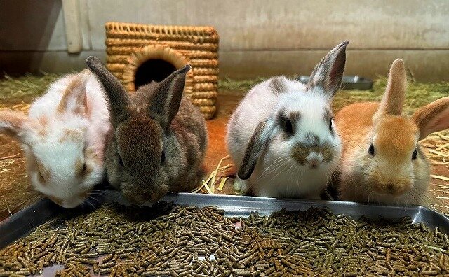 うさぎの四つ子 誕生！！ | 動物の森 ｜ ブログ | 海の中道海浜公園