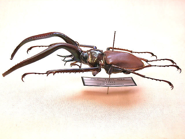 ☆グラントチリクワガタ♂72mm標本☆ - INSECT ULTIMA