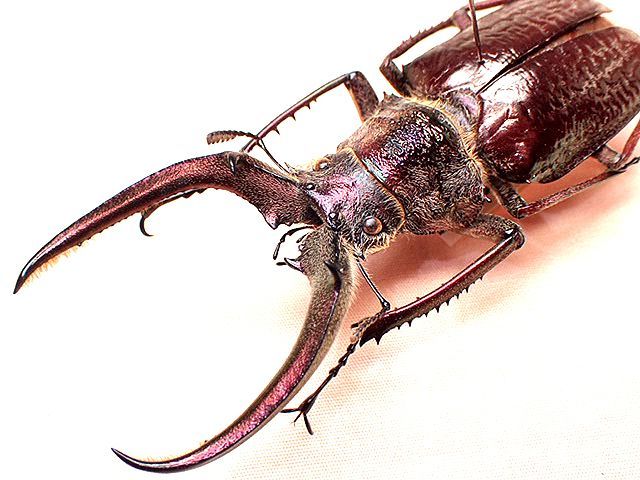 ☆セール！フェイスタメルシワバネクワガタ♂77mm標本☆ - INSECT ULTIMA