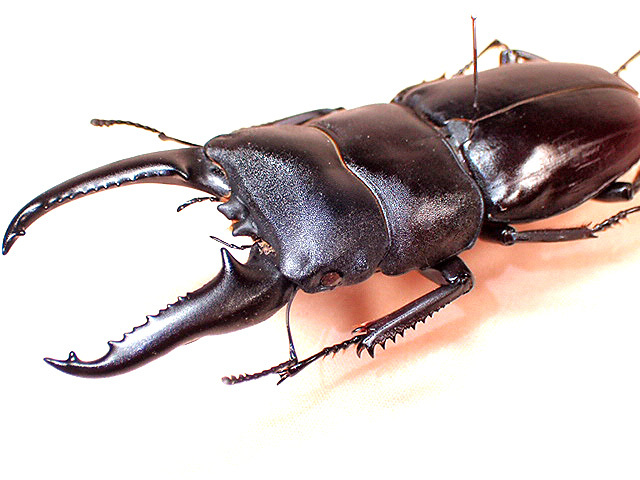 ☆奇形！ツシマヒラタクワガタ♂70mm標本☆ - INSECT ULTIMA