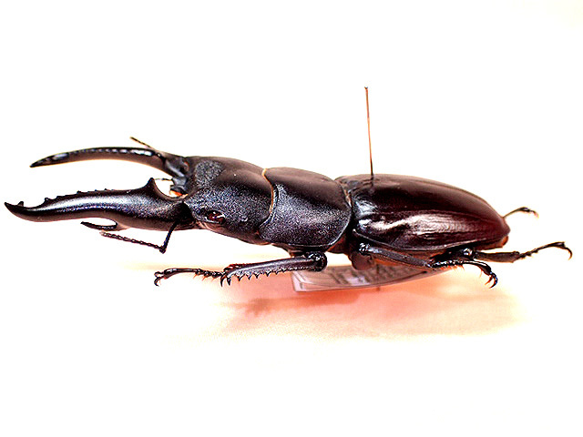 ☆奇形！ツシマヒラタクワガタ♂70mm標本☆ - INSECT ULTIMA