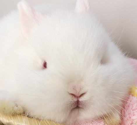 ネザーランドドワーフ N58 ルビーアイドホワイト 男の子 うさぎ専門店