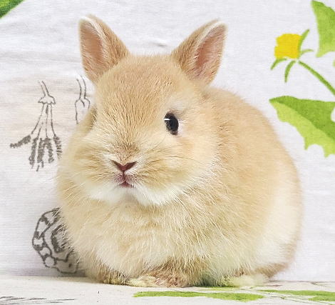 ネザーランドドワーフ A36 フォーン 男の子 うさぎ専門店 うさぎ舎