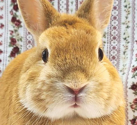 ネザーランドドワーフ AA3 オレンジ 男の子 うさぎ専門店 うさぎ舎