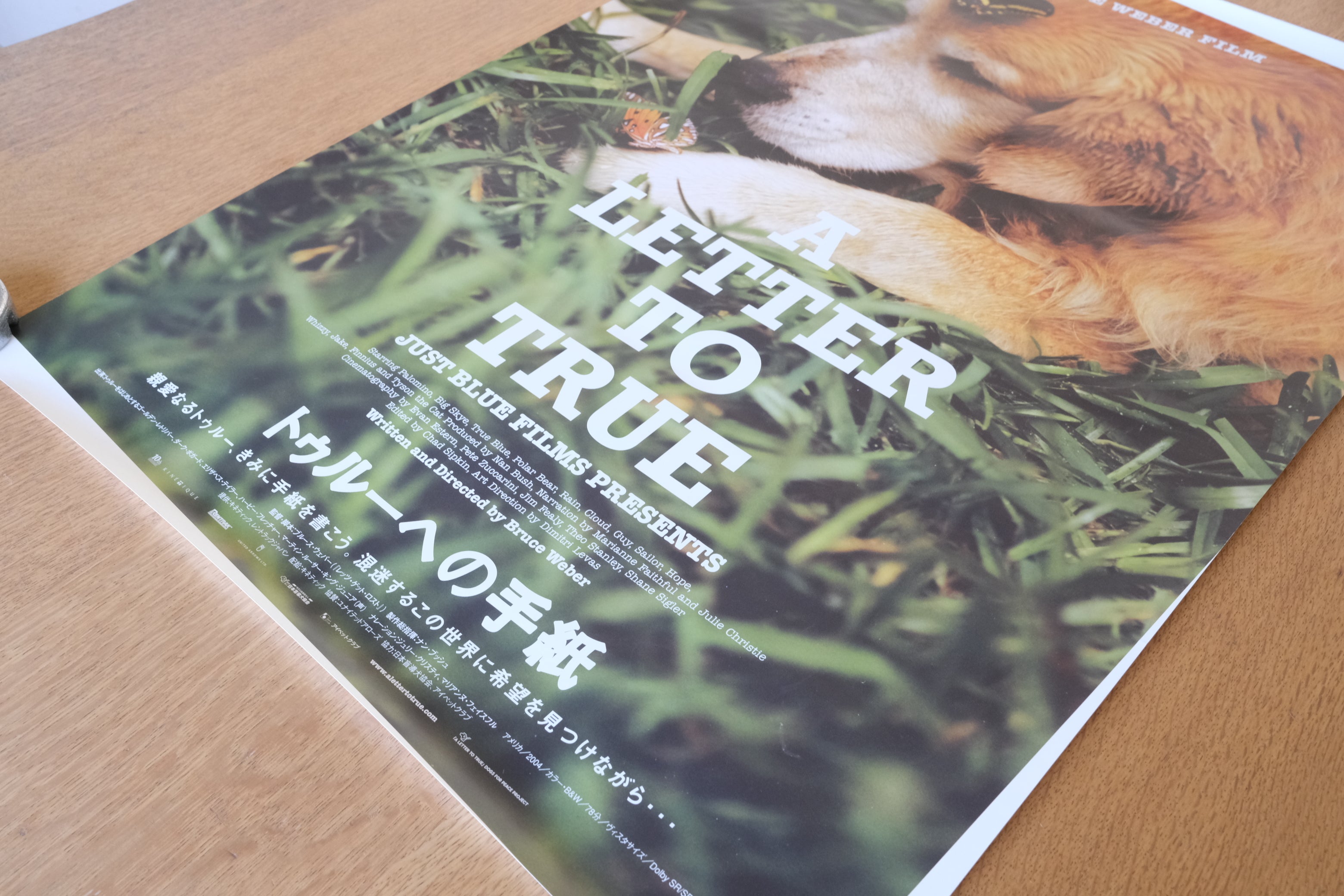 A LETTER TO TRUE｜トゥルーへの手紙』オリジナル映画ポスター（B2サイズ）