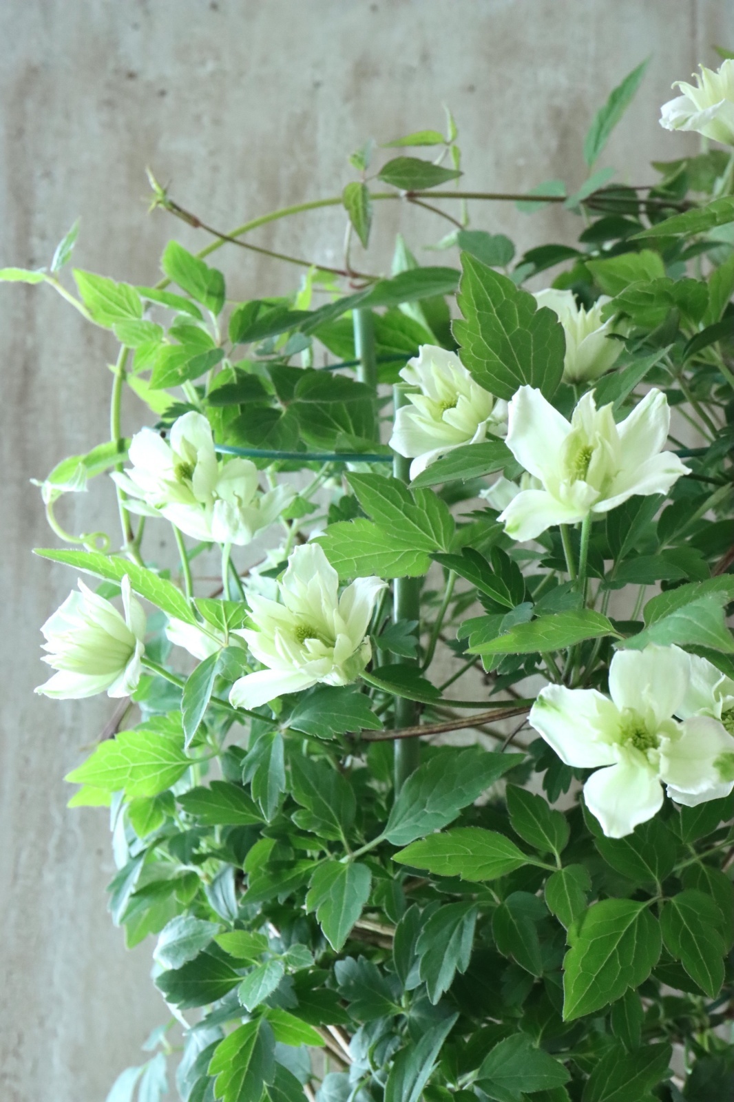 モンタナ系八重咲きクレマチス 