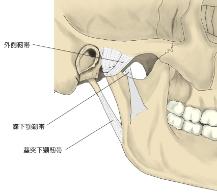 Visual Anatomy 視覚解剖学