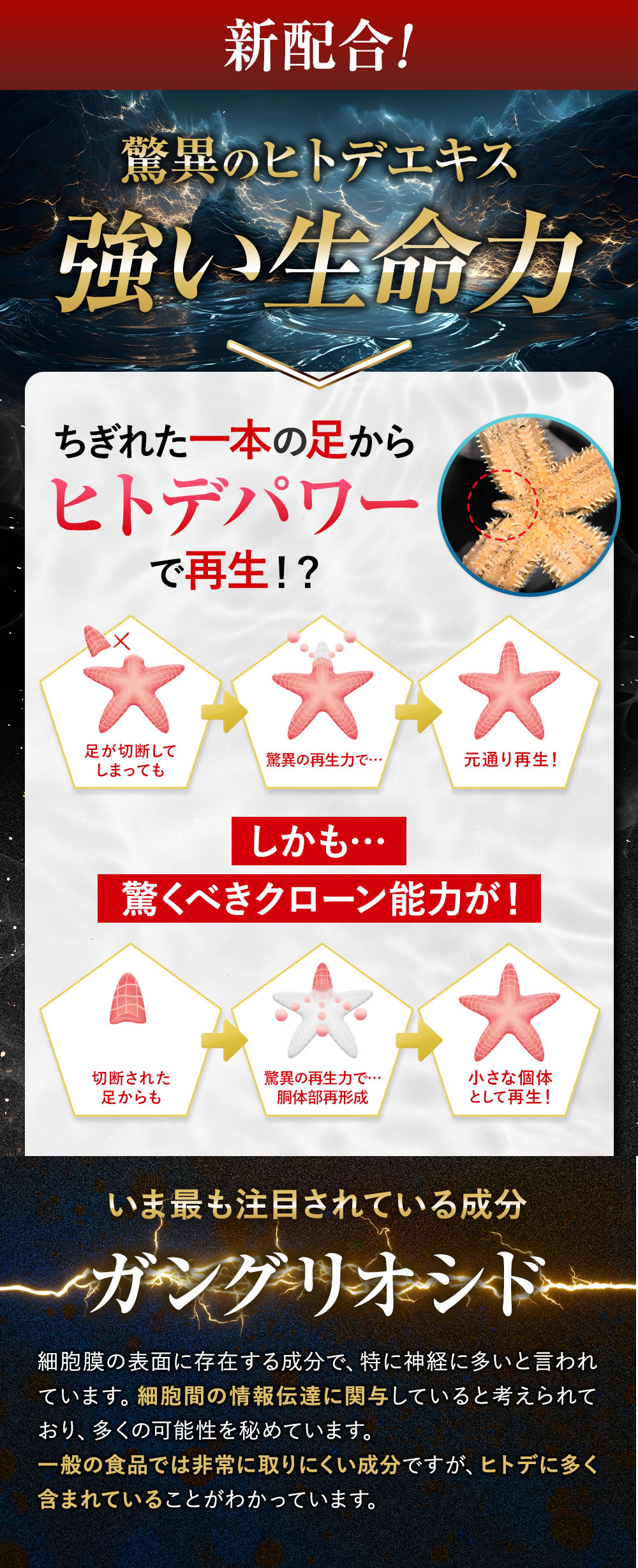 マカライズスターリニューアルお知らせ | ビタルネス