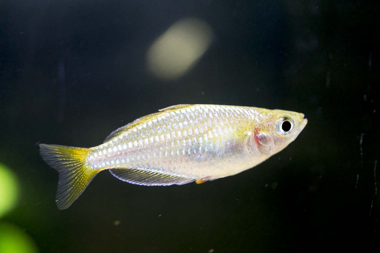 ネオンドワーフレインボーお迎え。オスメスの見分け方、性格など