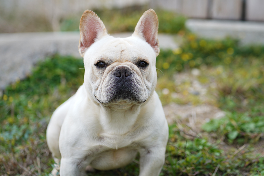 FR20231218ff1【フレンチブルドッグ】詳細｜WANLINE