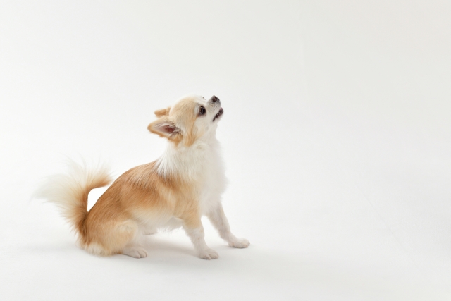 しっぽからわかる犬の気持ち | わんにゃんスマイル