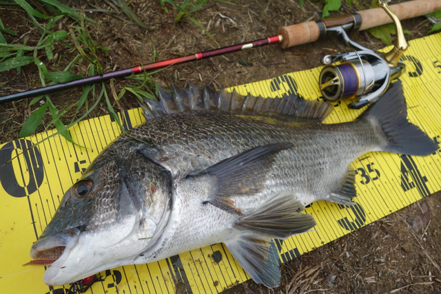 ワールドシャウラ 2751R−2 レビュー - WeedbedMonster