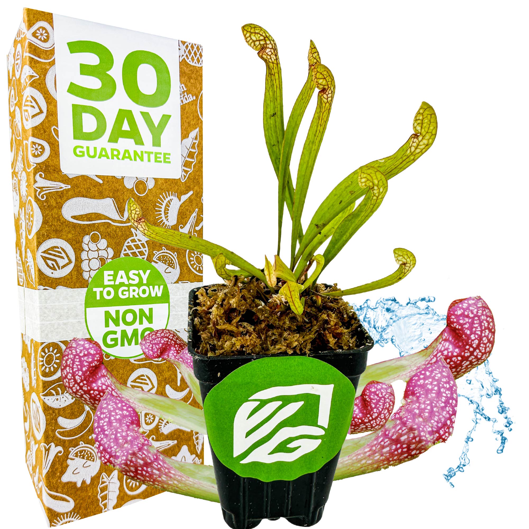 Scarlet Belle Carnivorous Pitcher Plant - Sarracenia – Wellspring