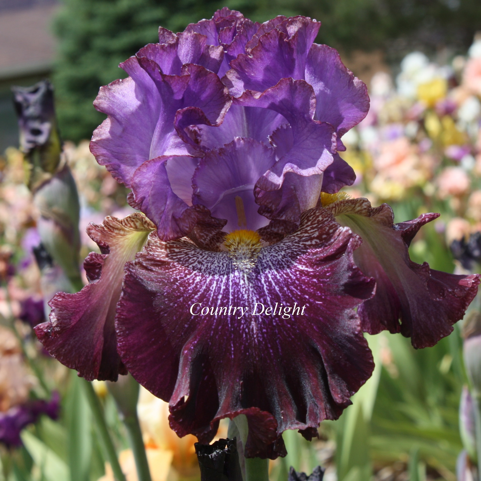 TbTimeWillTell < TbPthruT < Iris Wiki