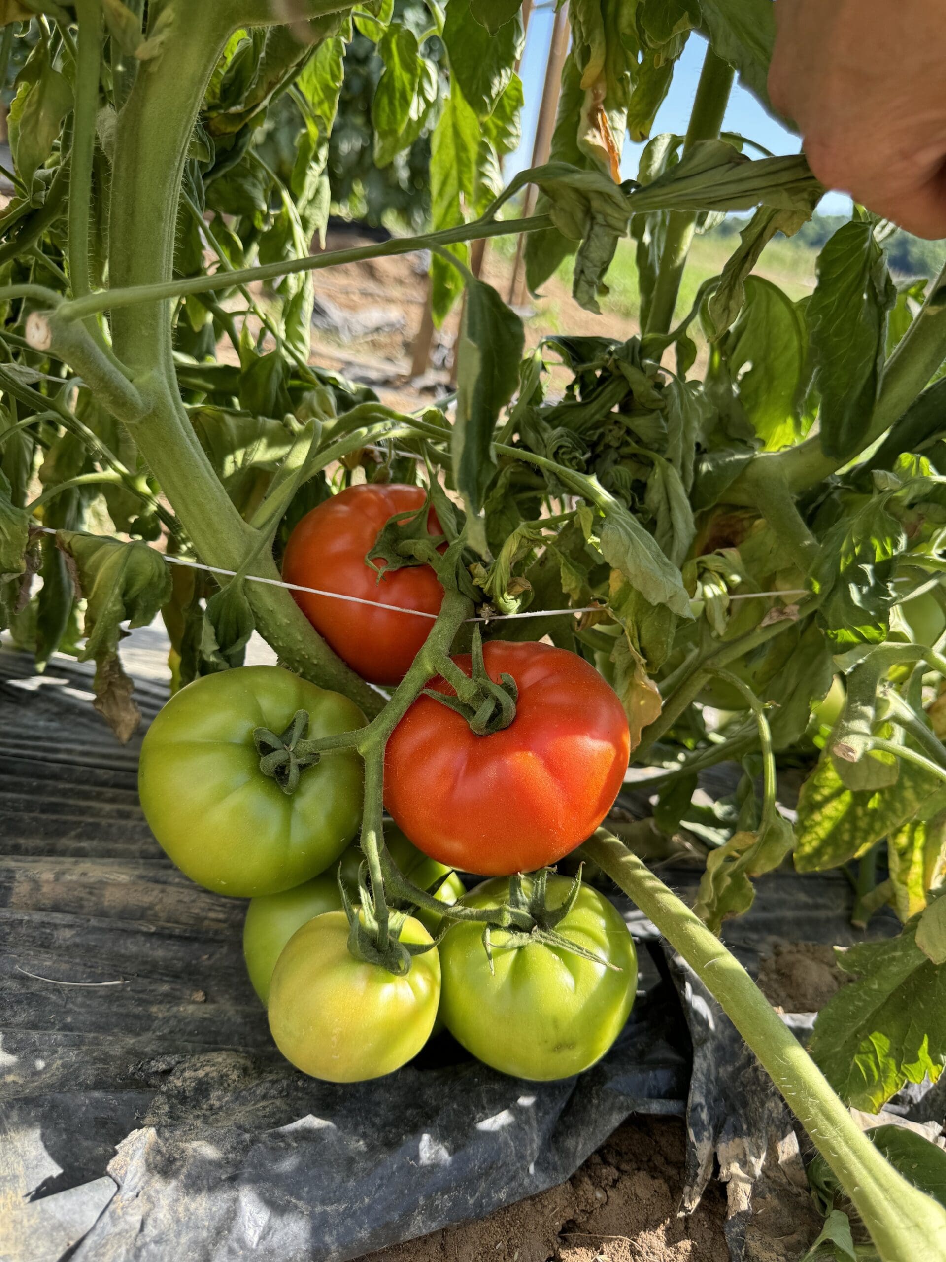 Tomatoes | Witten Farm Market