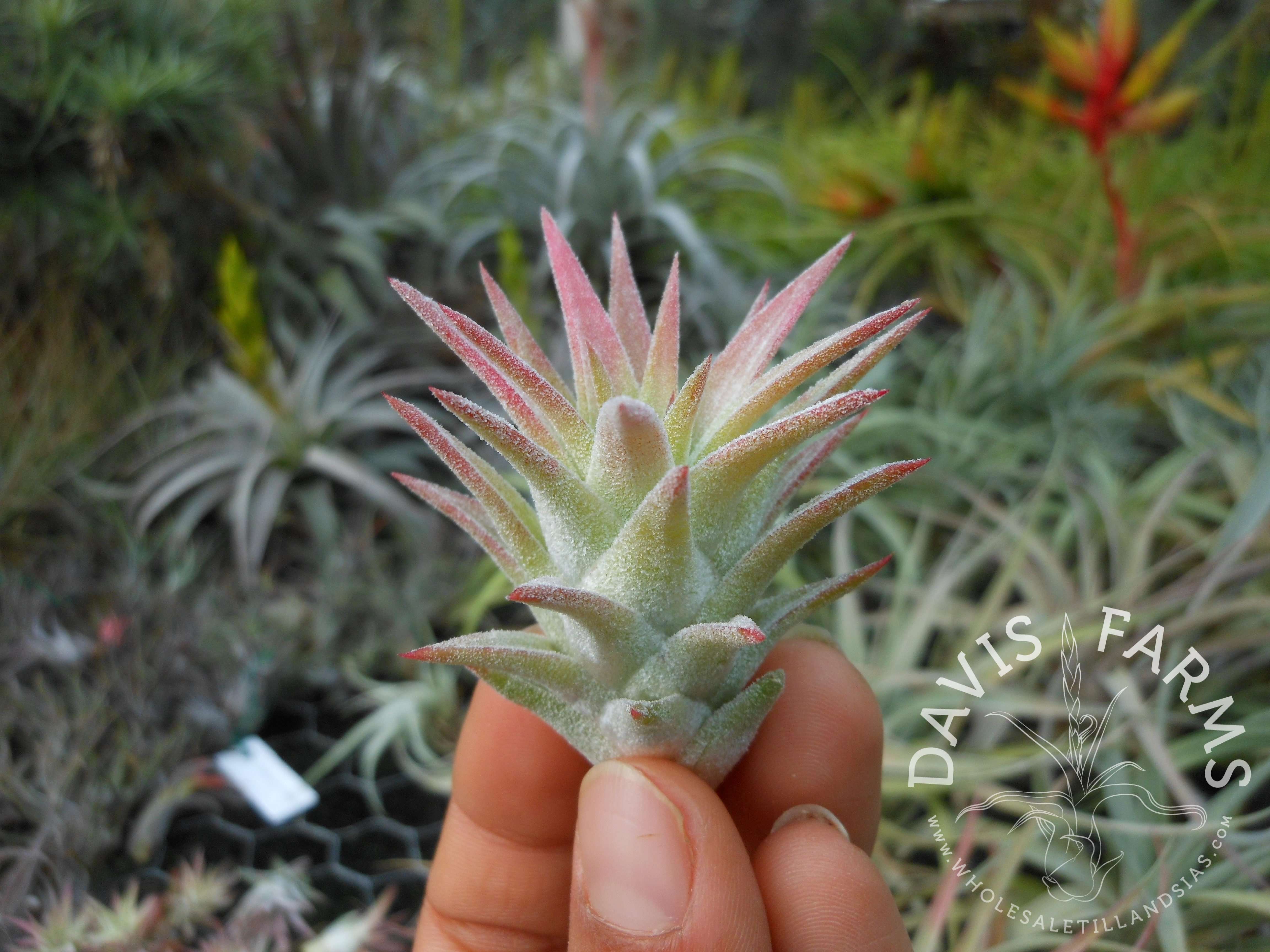 Tillandsia ionantha v. vanhyningii - Davis Farms Wholesale Tillandsias