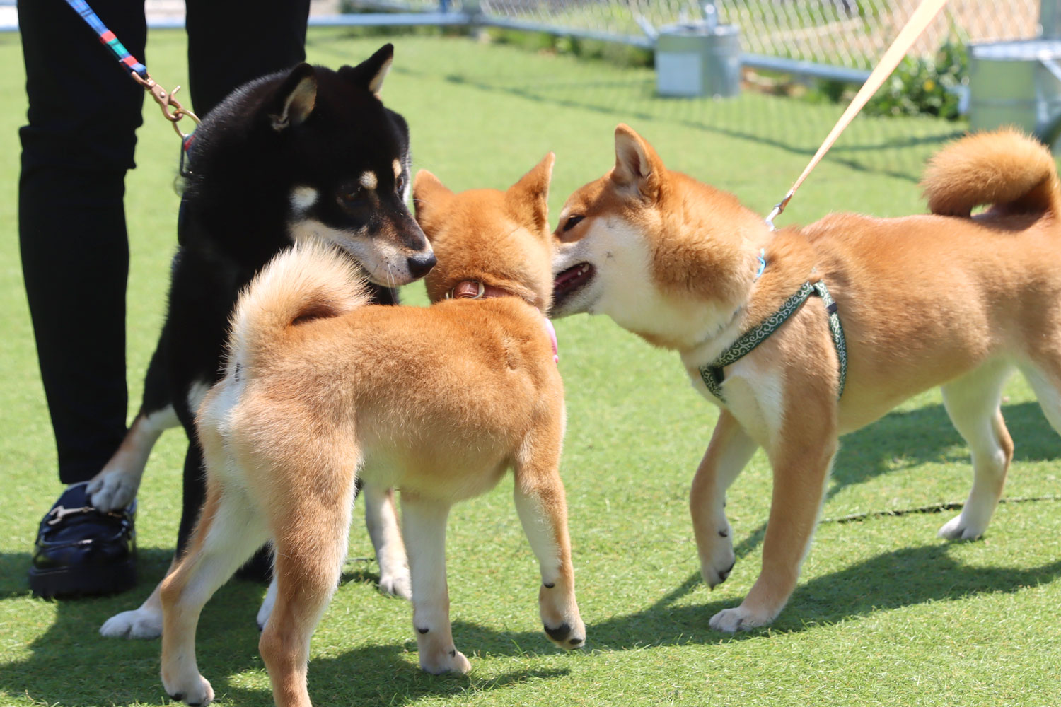 ドッグランのご案内 | WHATAWON（ワタワン）