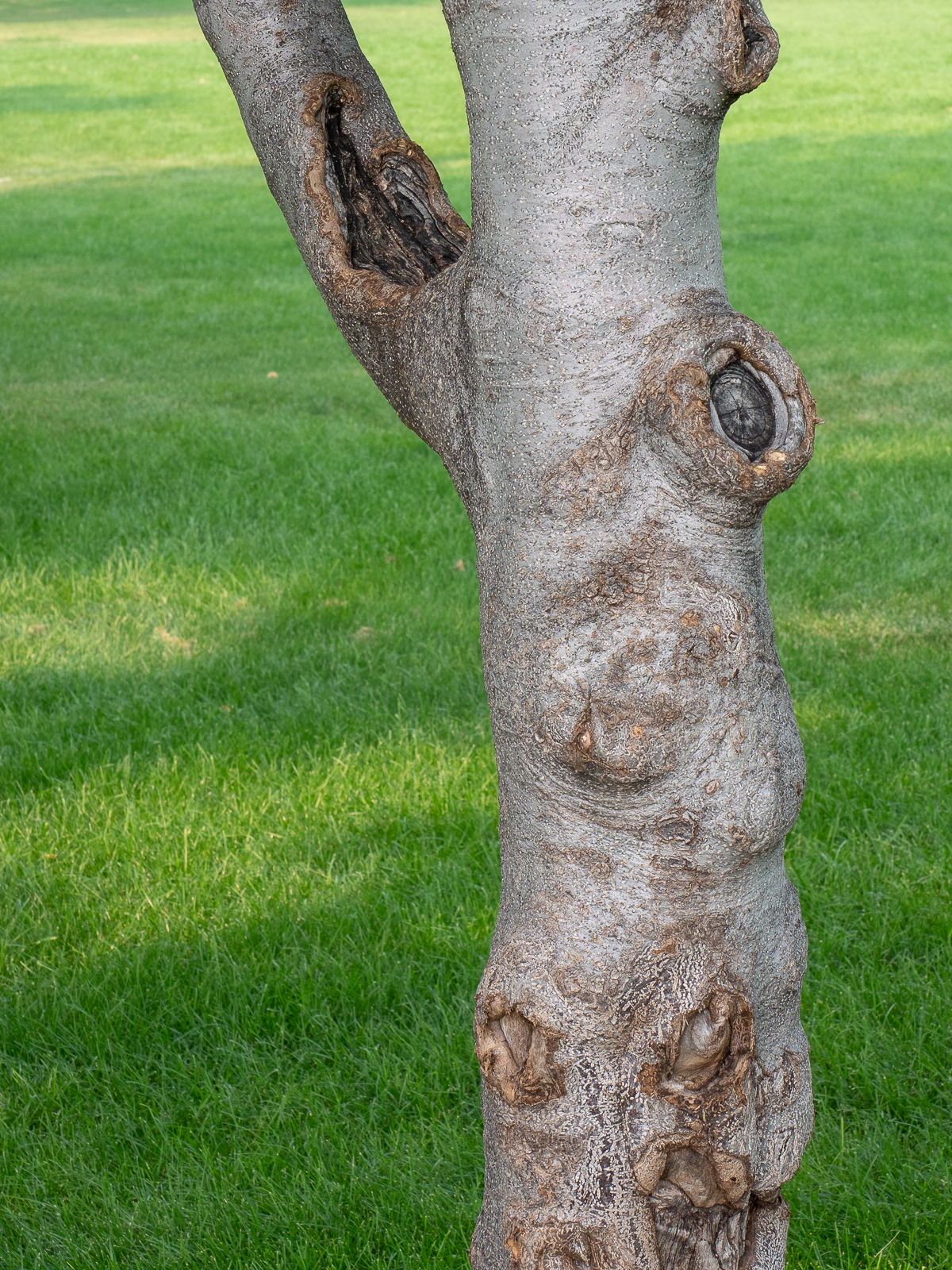 Bees at the Bee-Bee Tree – What Tree Where