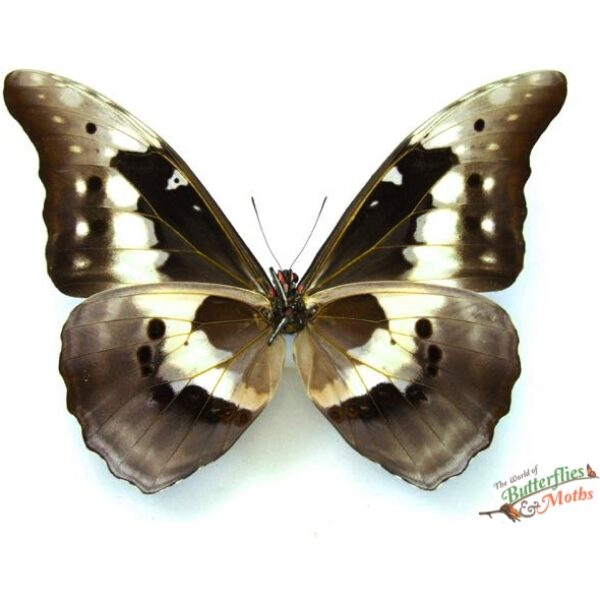 Morpho rhetenor helena PERU - World of Butterflies and Moths