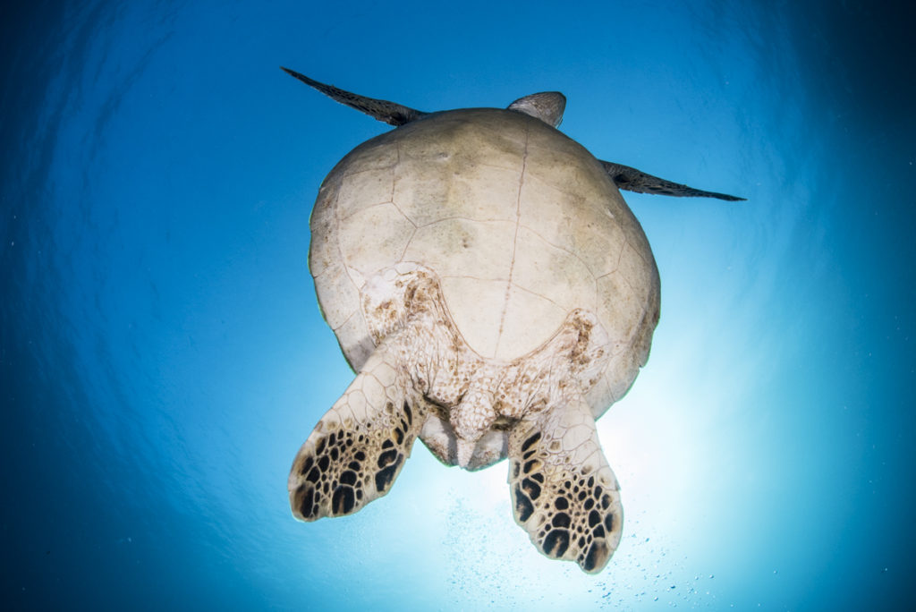 シークレットスポット・海亀の住処 | 恩納村ダイビング