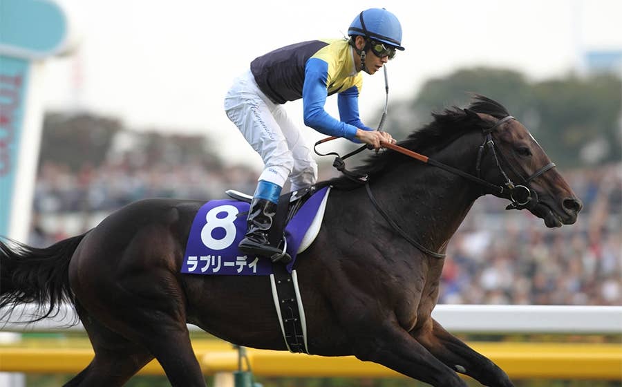 競馬 実使用ゼッケン GⅡ ラブリーデイ 競馬 実使用ゼッケン GⅡ