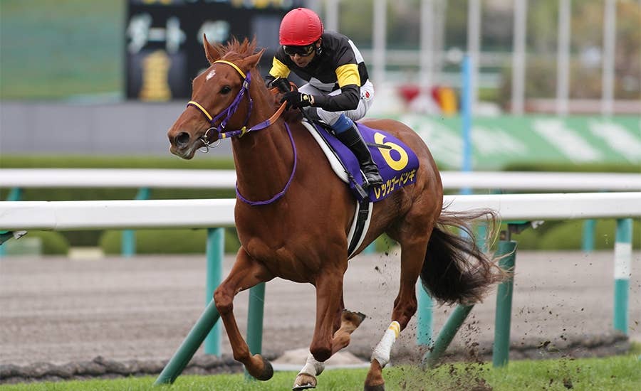 レッツゴードンキ（Let's Go Donki） | 競馬データベース | JRA-VAN