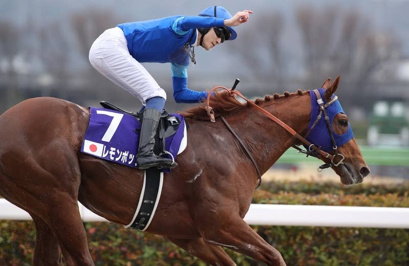 レモンポップ（Lemon Pop） | 競馬データベース | JRA-VAN World