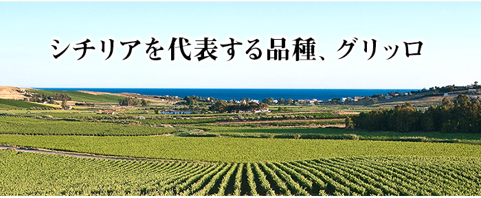 ネロ・オロ・グリッロ ワイン・ピープル 2024年 イタリア シチリア 白