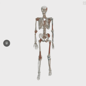 消化器系，3分解モデル | 日本スリービー・サイエンティフィック