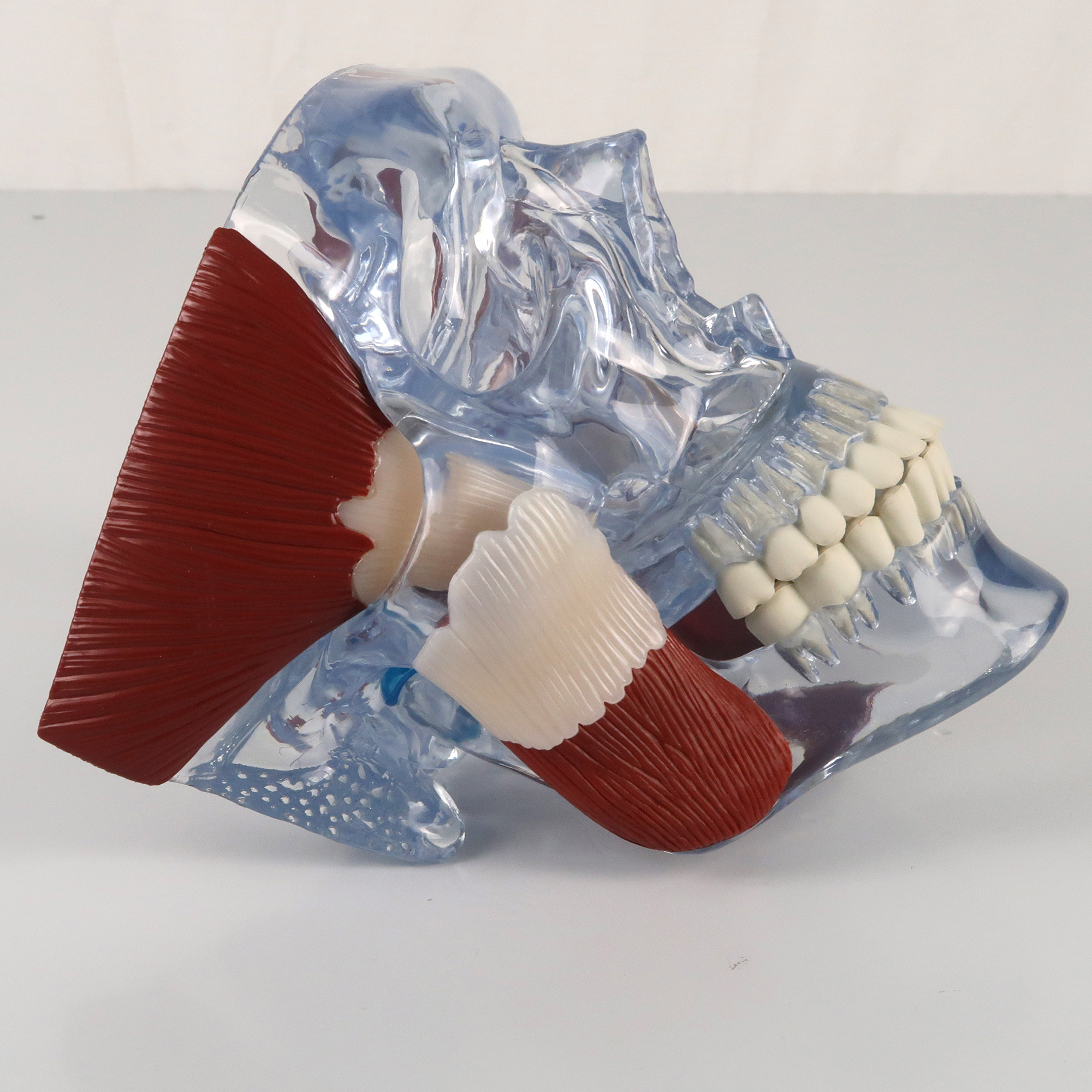 顎関節（TMJ）モデル | 日本スリービー・サイエンティフィック