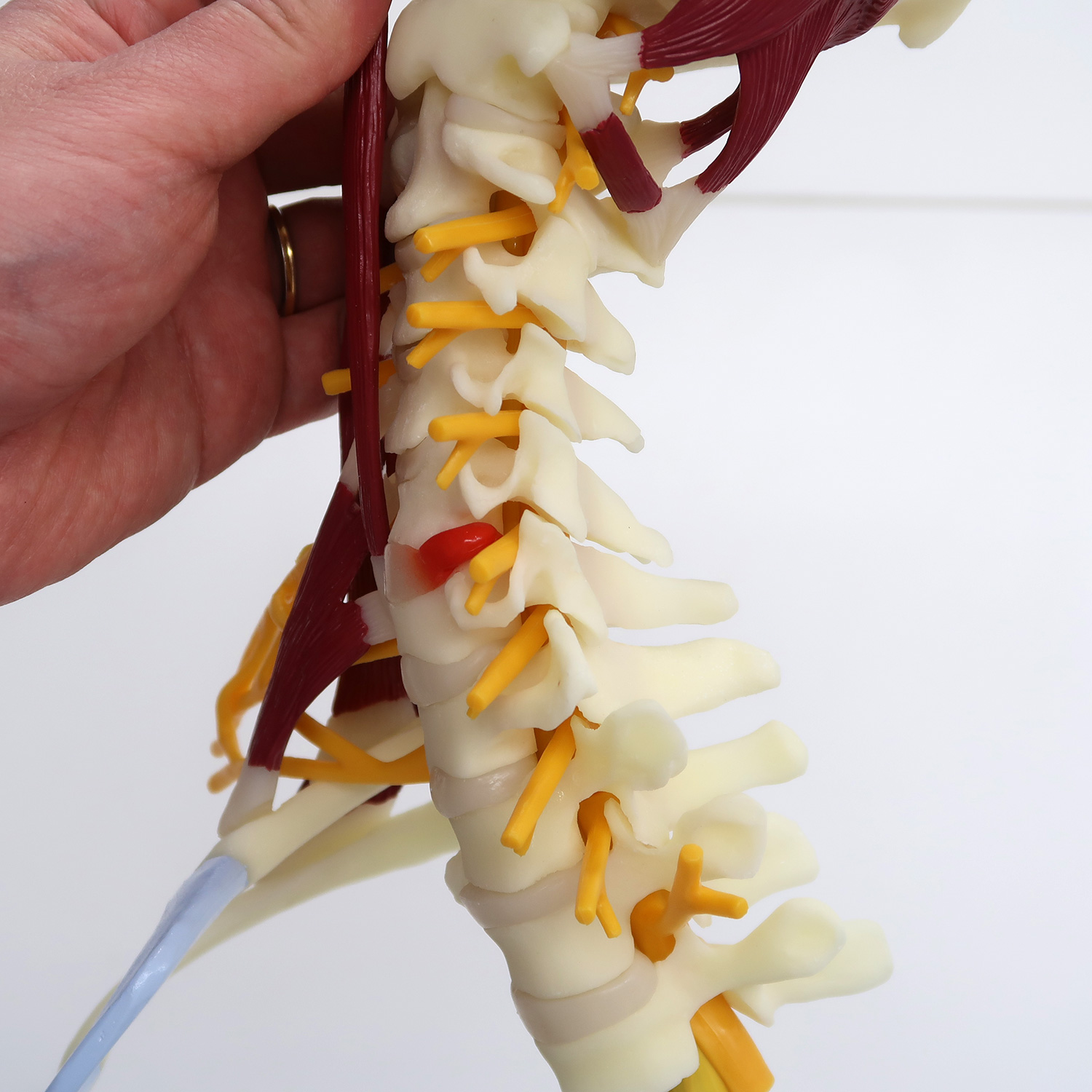 筋付き頚椎モデル | 日本スリービー・サイエンティフィック