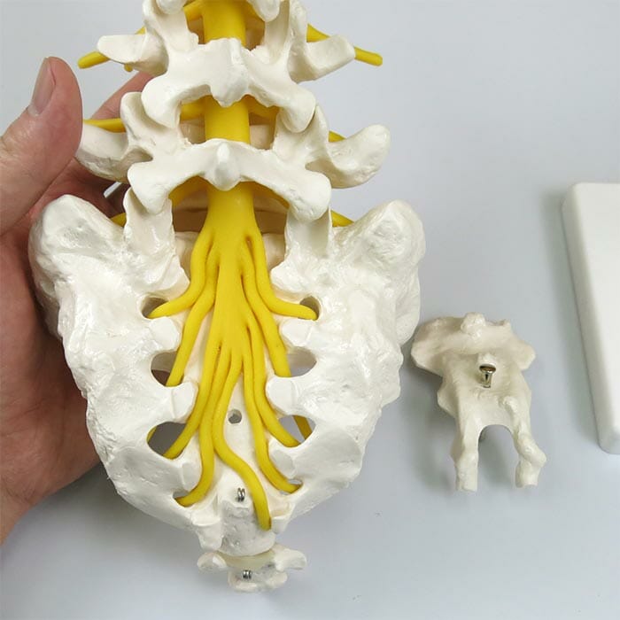腰椎モデル | 日本スリービー・サイエンティフィック