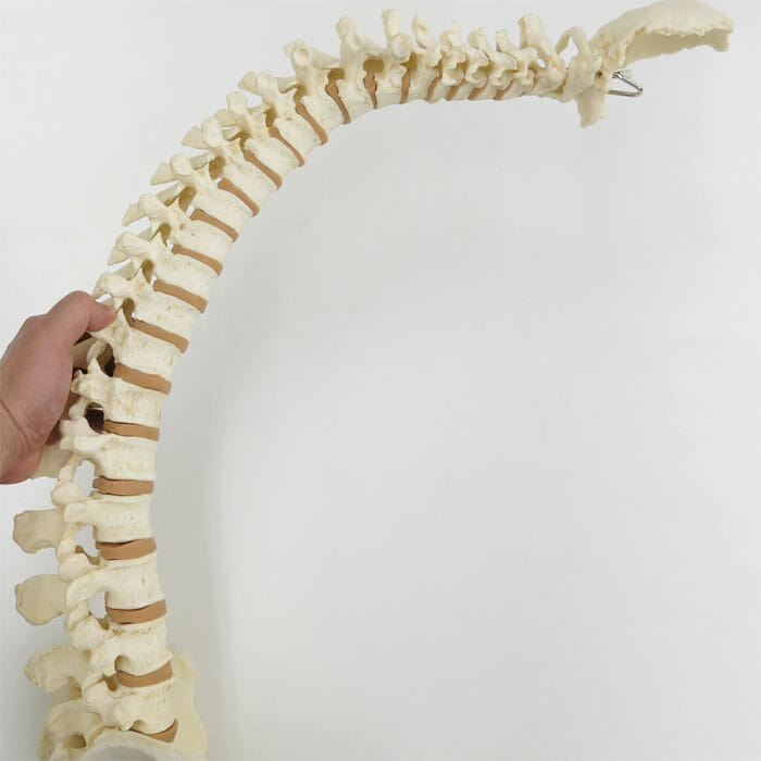 脊柱可動型，高精度モデル BONElike&™ | 日本スリービー・サイエンティ
