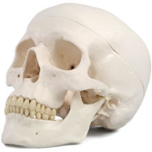 頭蓋骨模型：歯科・医学部で採用多数｜頭骨｜3B Scientific