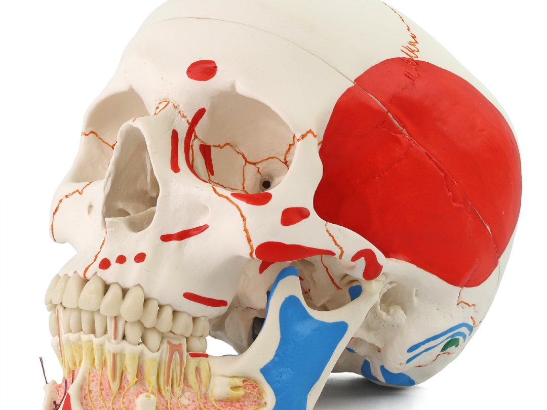 頭蓋，下顎開放・筋色表示，3分解モデル | 日本スリービー・サイエン