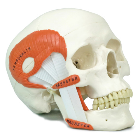 頭蓋，咀嚼筋付，2分解モデル | 日本スリービー・サイエンティフィック