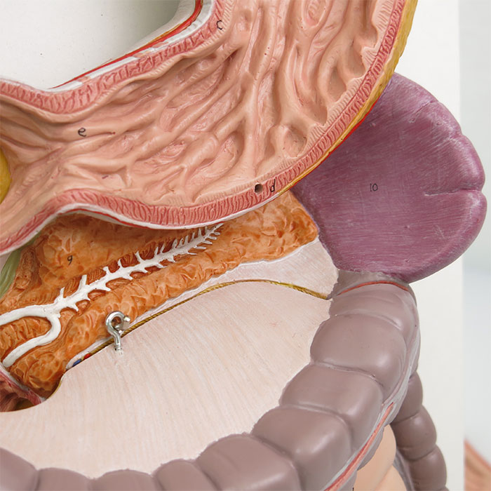 消化器系，3分解モデル | 日本スリービー・サイエンティフィック