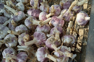 大蒜种植|大蒜品种|大蒜返青期管理|大蒜病虫害防治__【国际大蒜贸易网