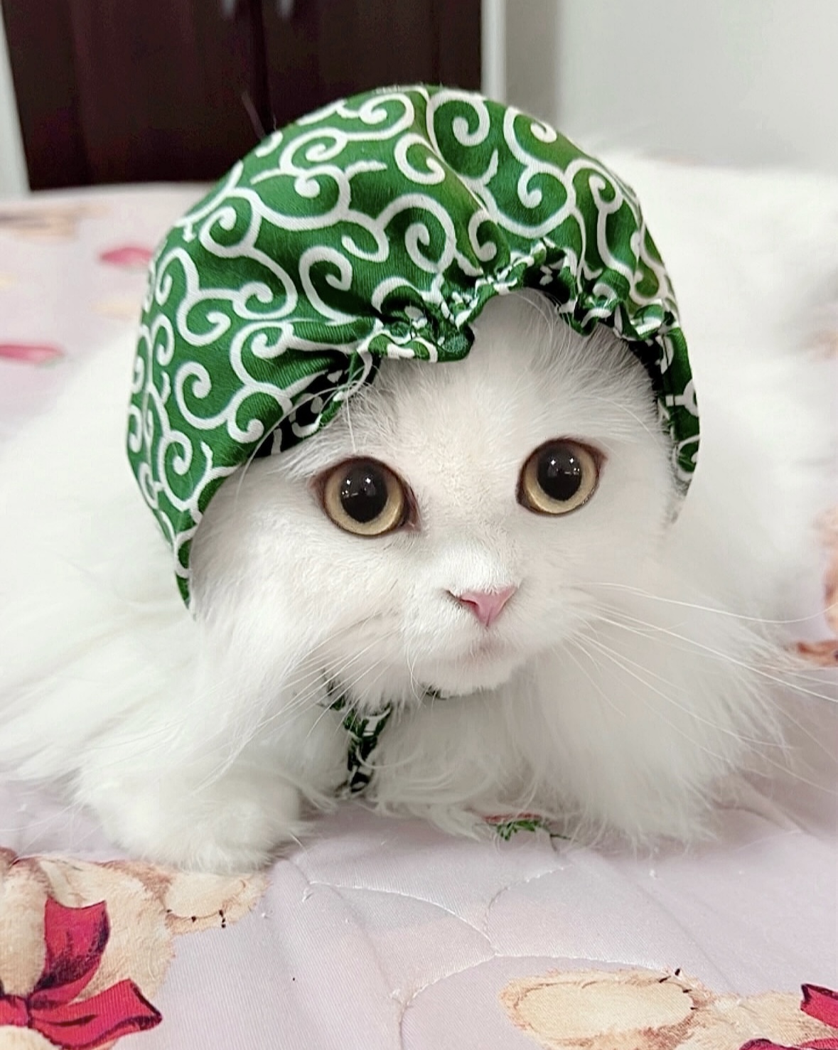 白猫（オッドアイ）リキ君 | 猫用品専門店ゴロにゃん お客様写真館