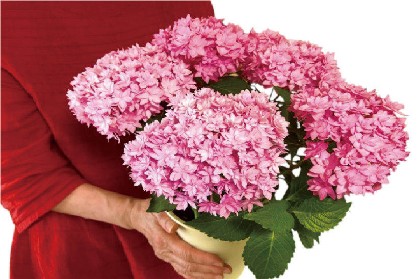 紫陽花と健康 | セキスイハイム東四国