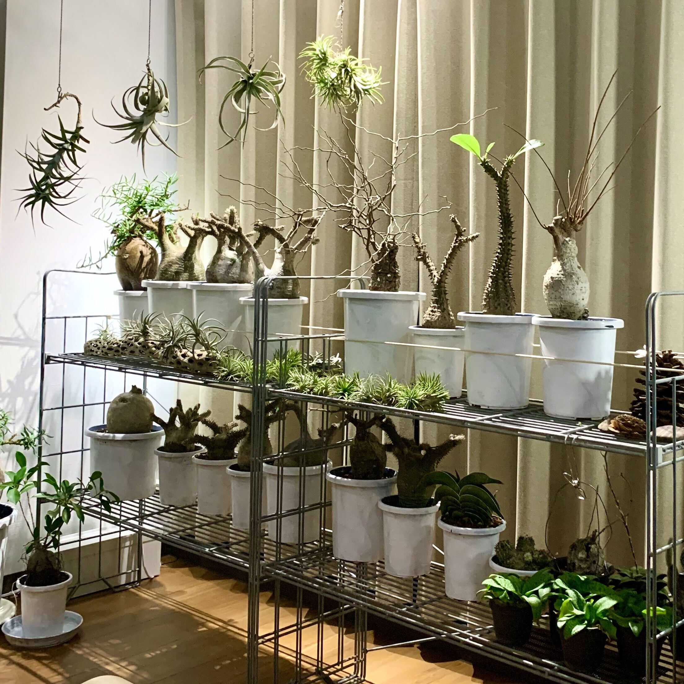 コーデックス（塊根植物）弊社の一角の紹介│動画・映像制作 株式会社
